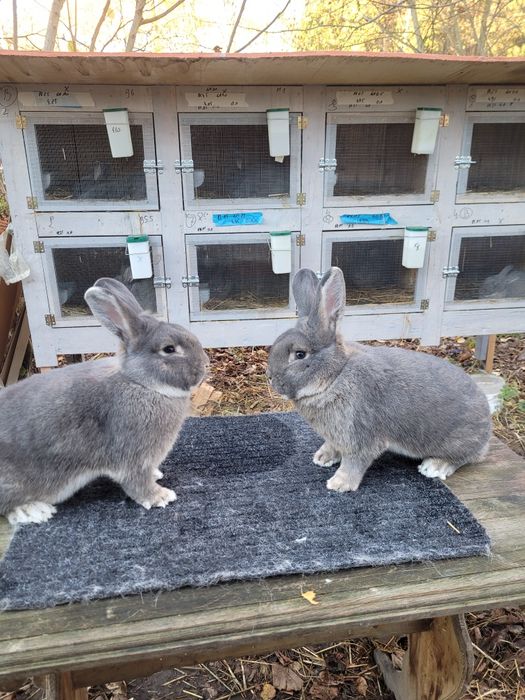 Wiedenski niebiesko szary