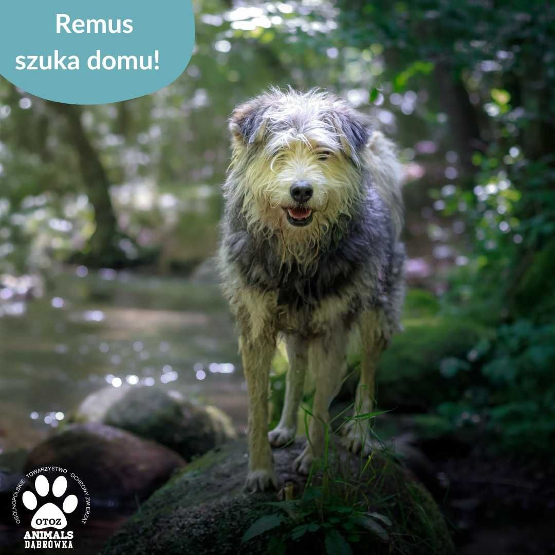 Remus szuka kochającego domu!