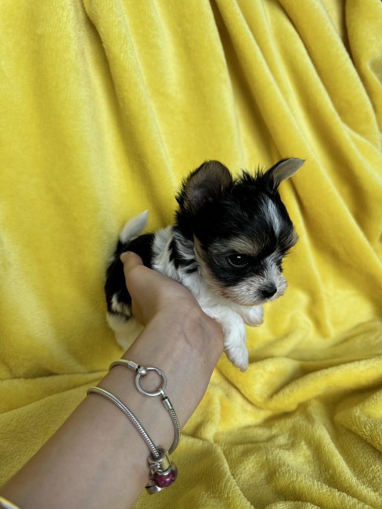 York Biewer Terrier samiec
