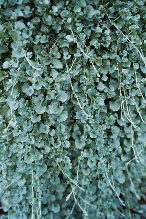 Dichondra Silver Falls -kwiaty Flora Szczecin