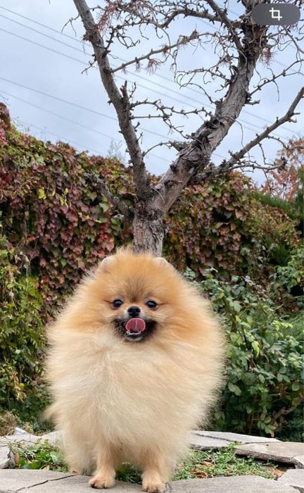 Померанский шпиц Вязка