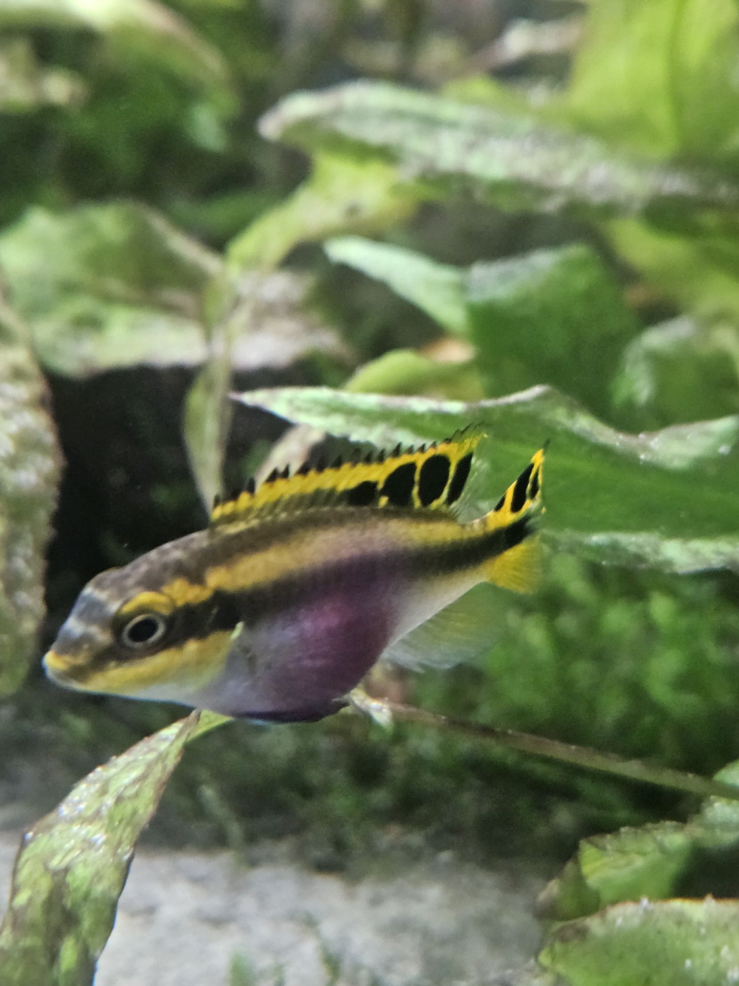 Kribensis diferentes tamanhos