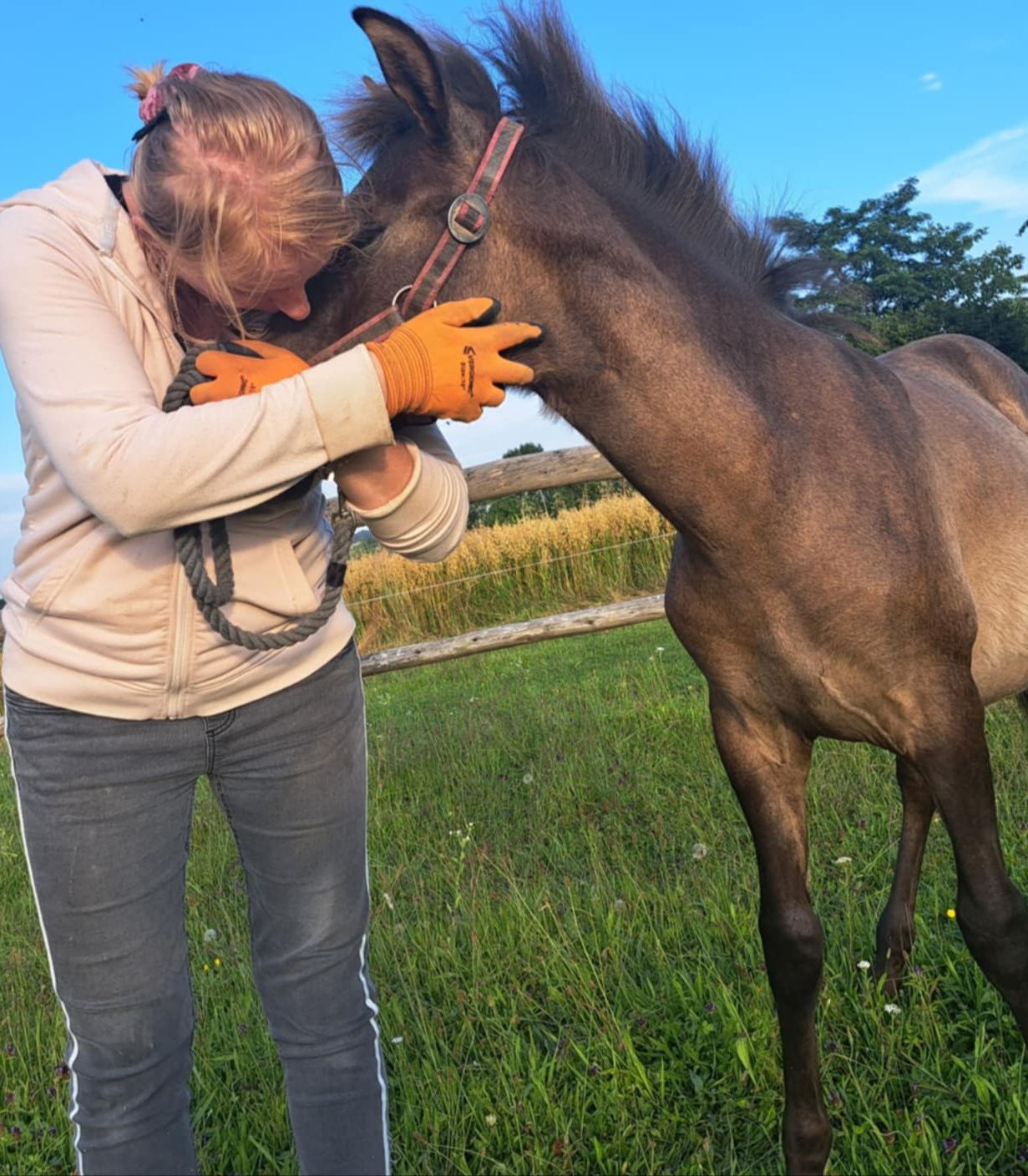 Sprzedam Ogierka huculskiego