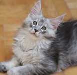 Kochany tygrysek Maine coon