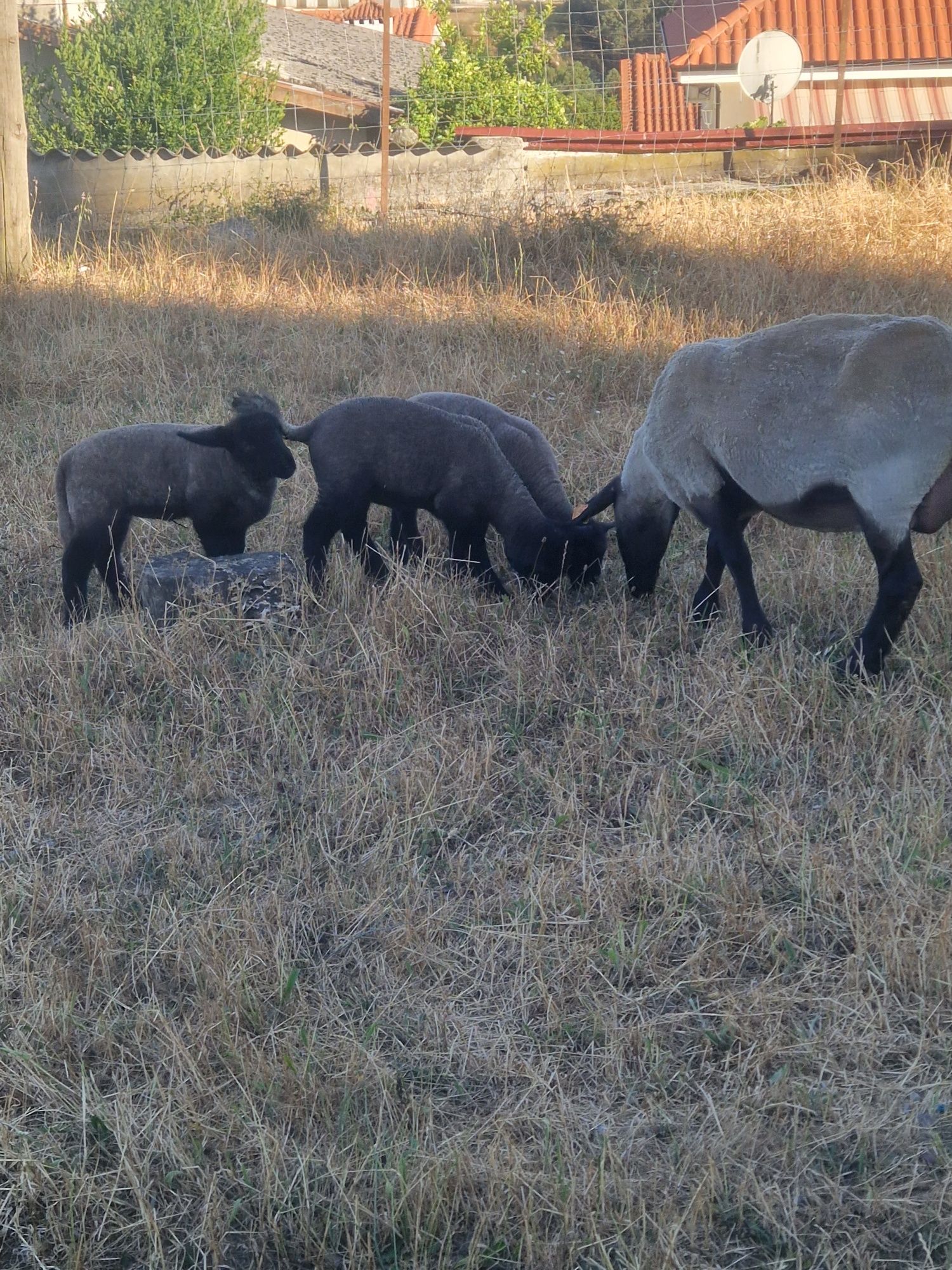 Borregas suffolk puras