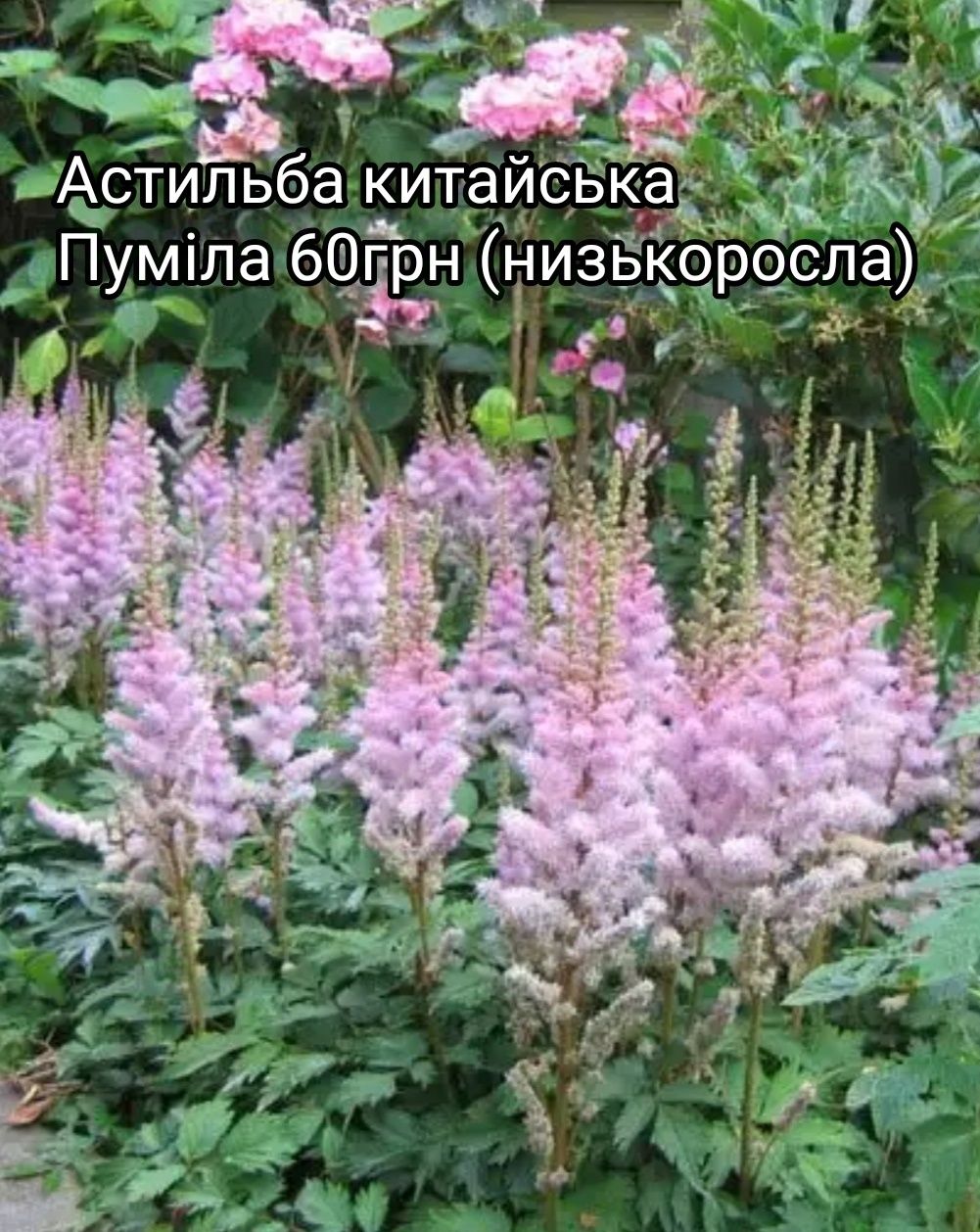 Астильба біла сорт Brautschleier, рослини для тіні, тіньовитривалі рос