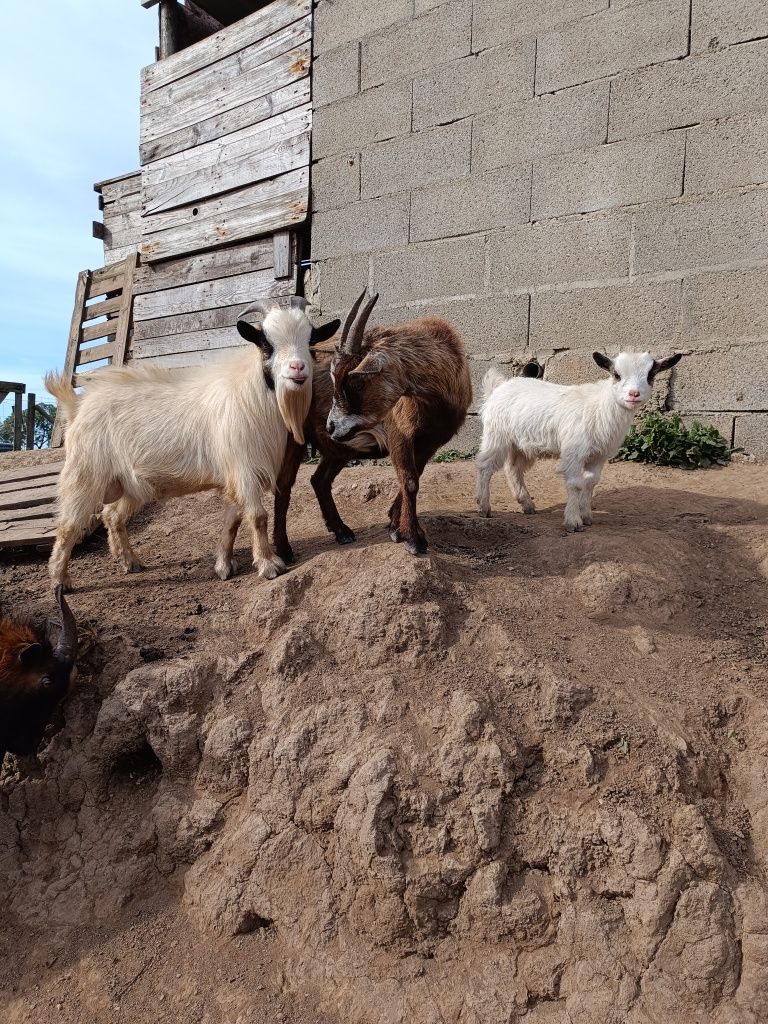 Cabras anãs machos e fêmeas