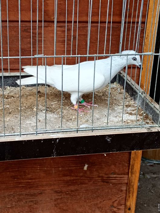 Jasne korniate srebniaki