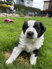 Border Collie suczka po multichampionach