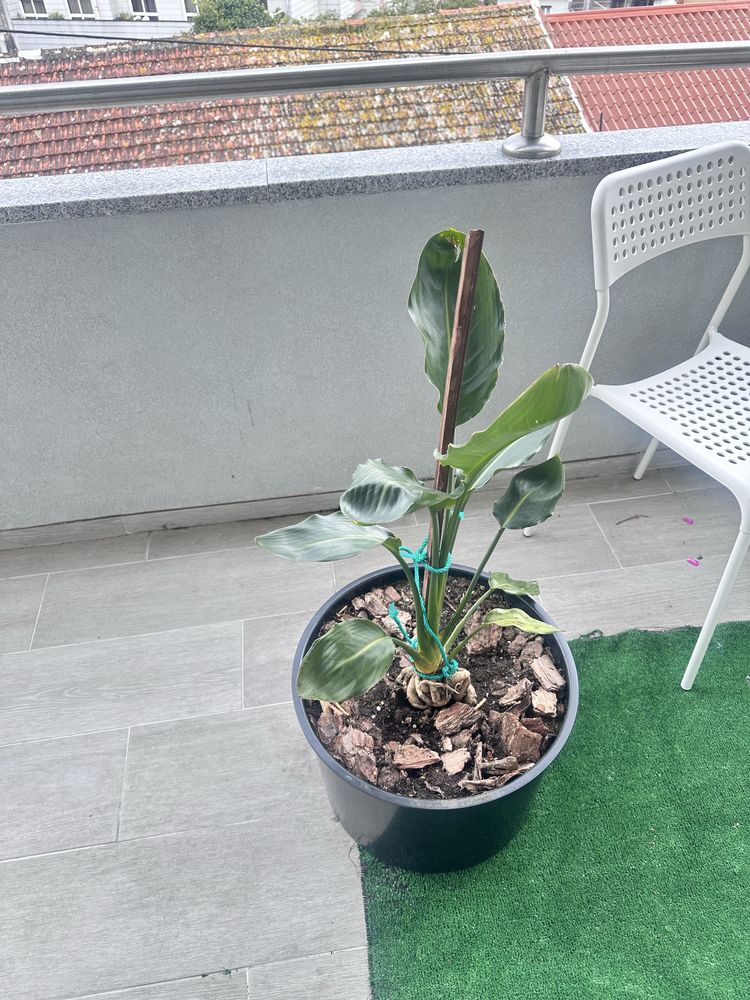 Vaso preto com planta