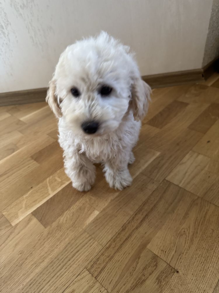 Bichpoo, poochon pies gotowy do odbioru. Pudel red, bichpn frise