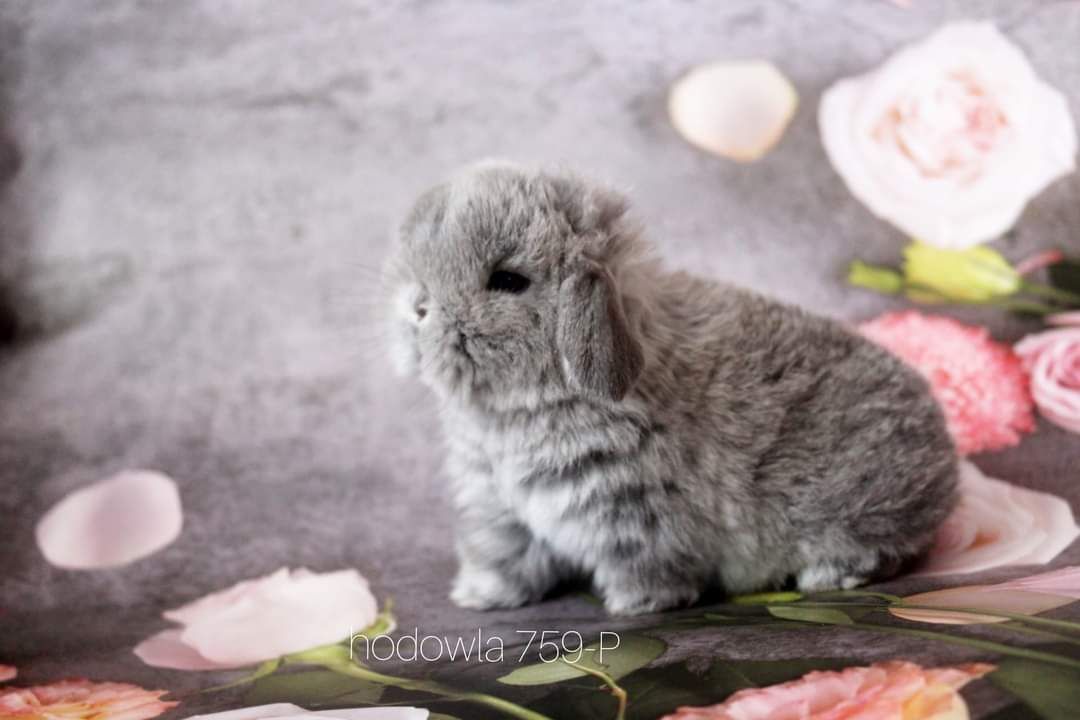 Mini lop króliki karzełek miniaturka baranek hodowla