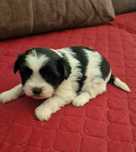 Femea Shih-Tzu LOP e Afixo