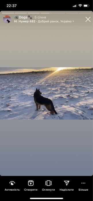 Кобель для в’язки Німецької вівчарки.