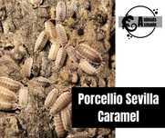 Isopody Porcellio Sevilla Caramel