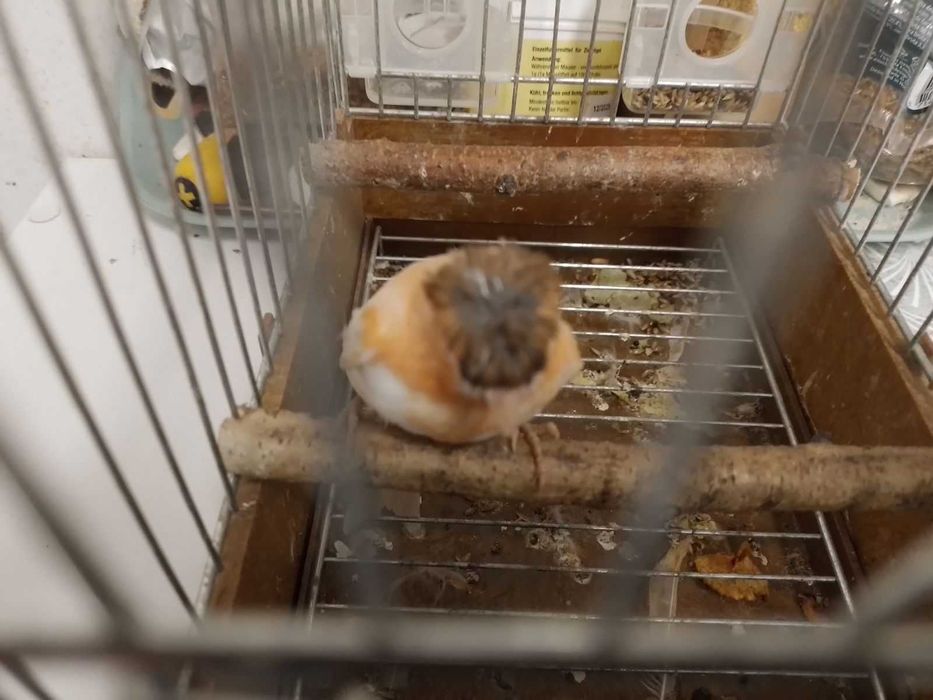 Kanarki arlekiny portugalskie-sprzedam