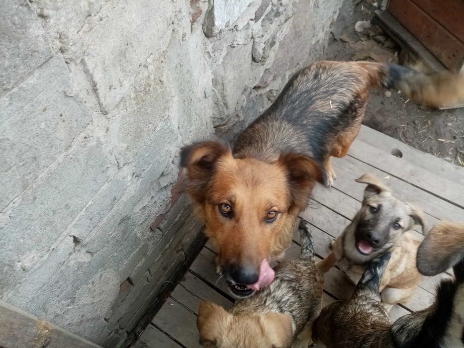 2-letnia sunia szuka domu (po sterylizacji)