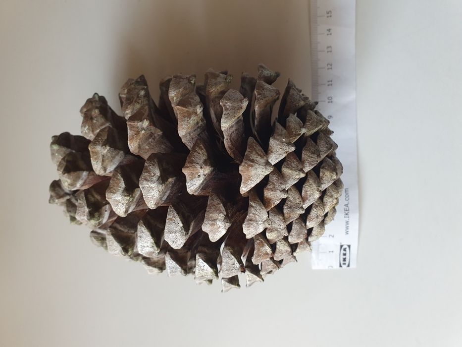 Шишка соснова з Атлантики