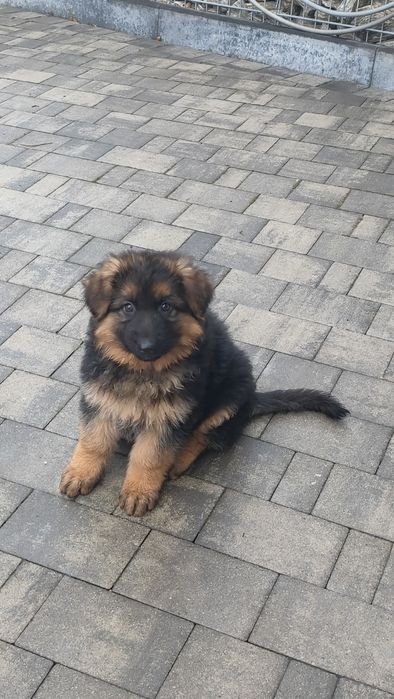 Szczeniak suczka owczarek niemiecki długowlosy Pcim