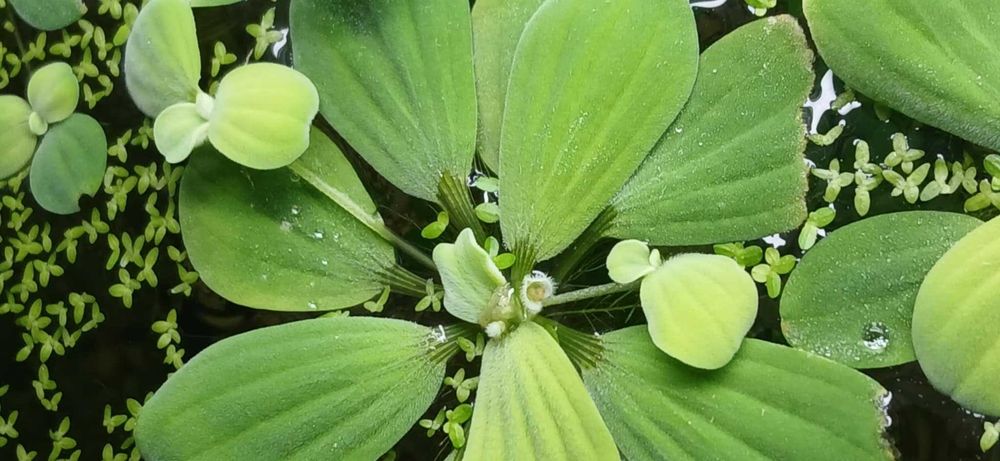 Planta aquática flutuante para aquário alface de agua