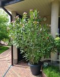 Okazja. Duży oleander pięknie kwitnący