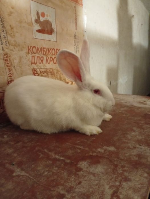 Кролики білий панон