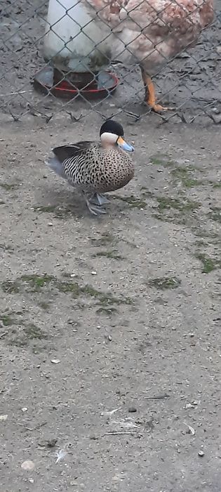 Pato versicolor macho