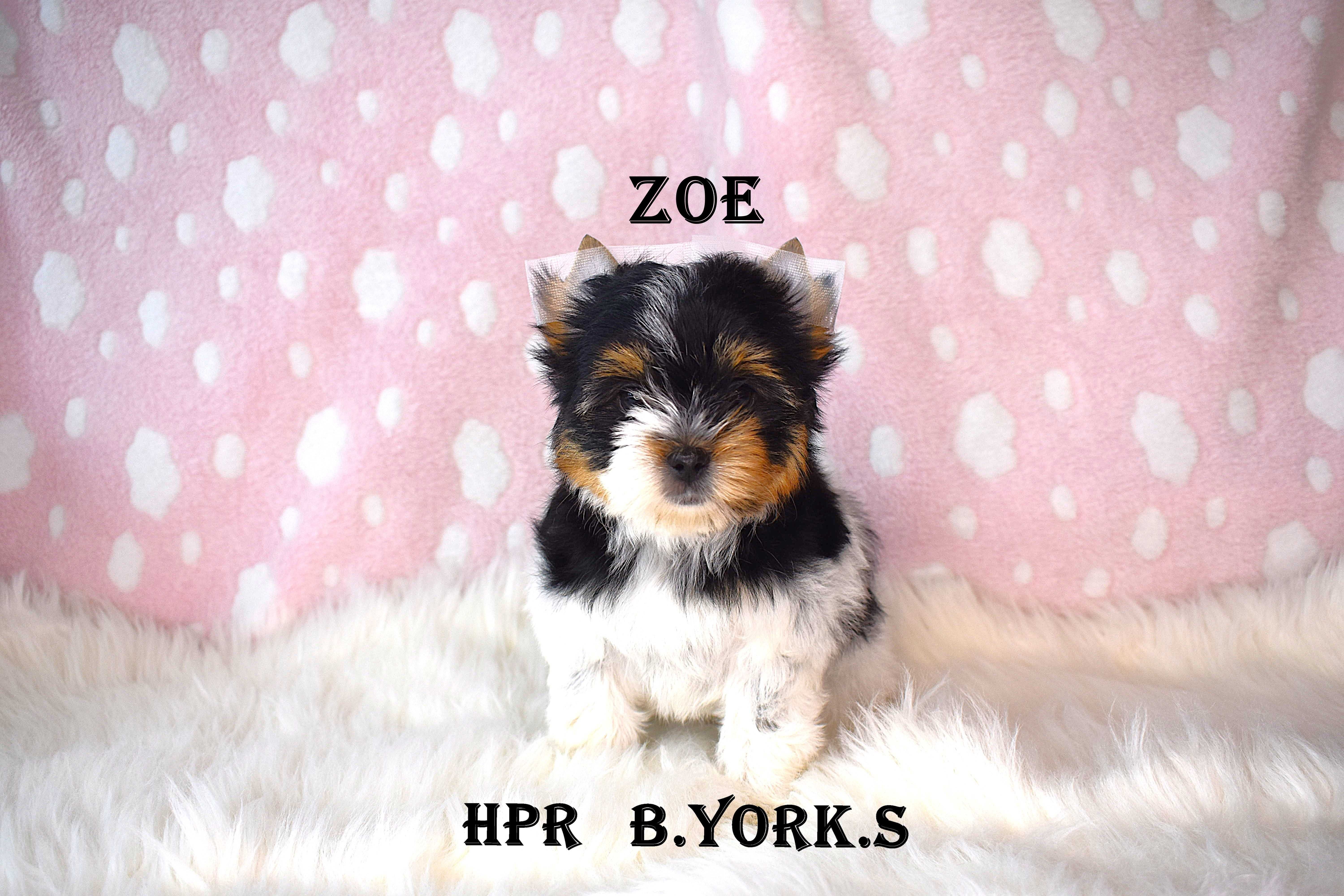 Biewer Yorkshire Terrier -suczka Zoe - do rezerwacji