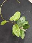 Hoya elíptica cała sadzonka
