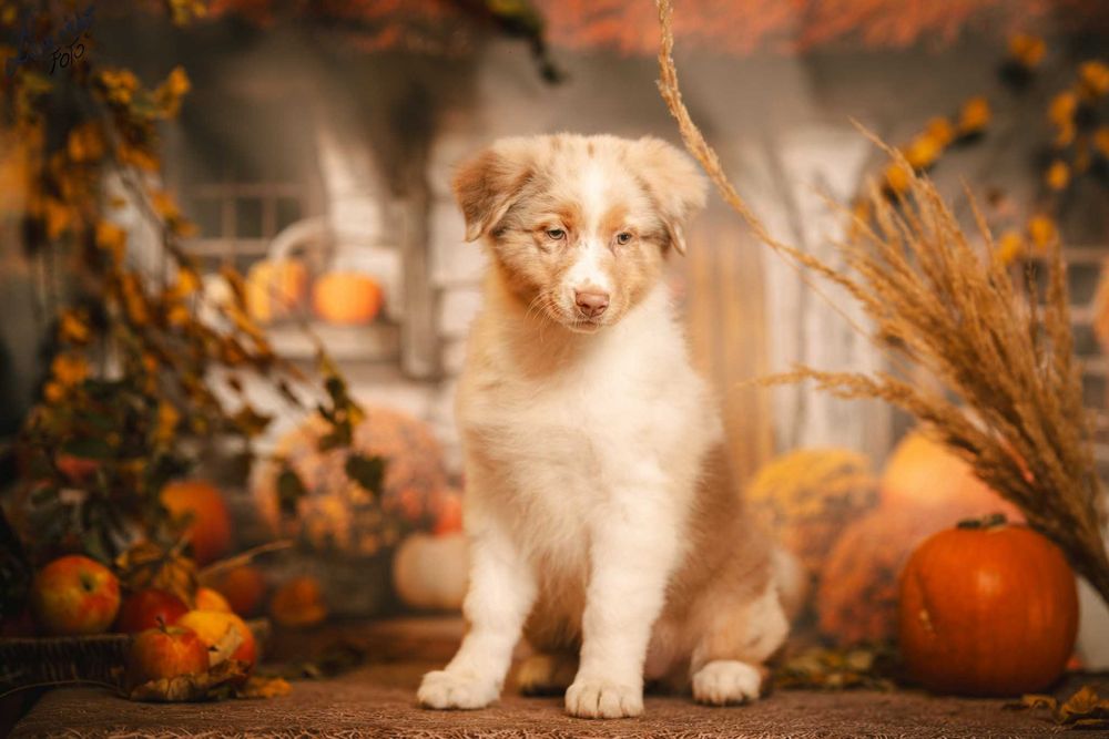 Owczarek Australijski typ Amerykański Suczka Red Merle - 5 gwiazdek