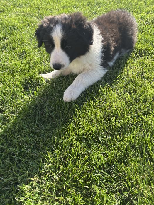 Border Collie szczeniak