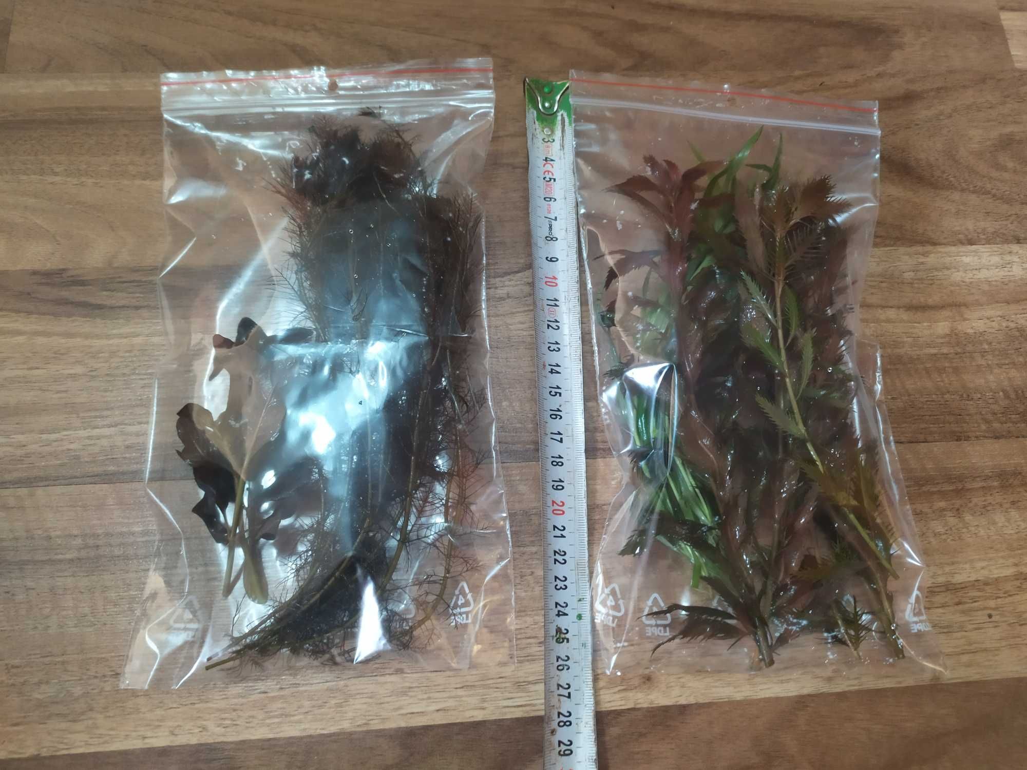 Blyxa Japonica na 2 plan. Hodowla podwodna. Gratisy