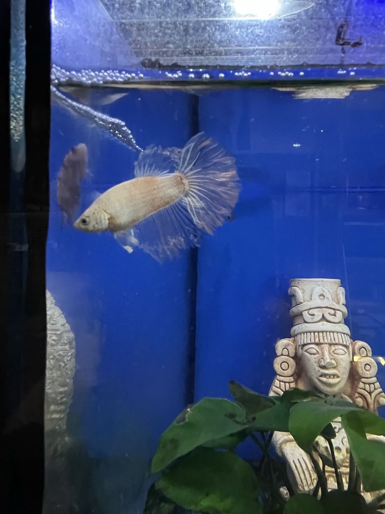 Bettas koi e azuis