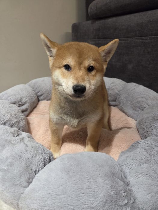 Shiba inu piesek szczeniak