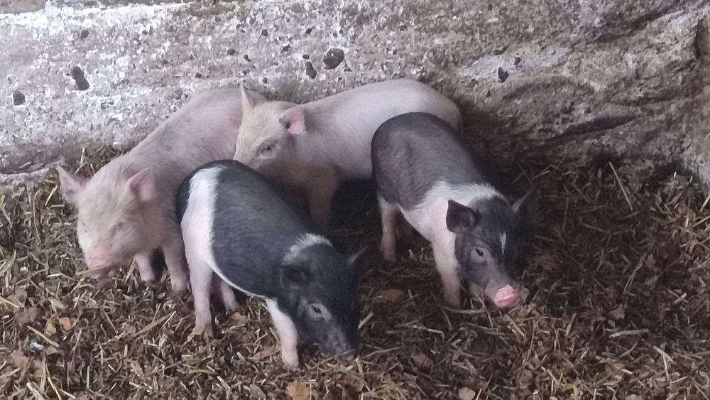 Świnki wietnamskie. Prosiaki i duże