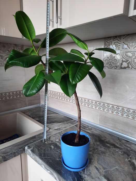 Фікус Робуста-300 грн.