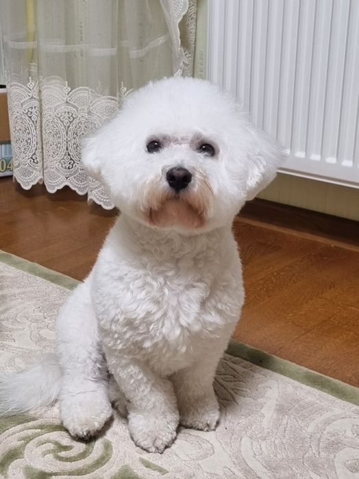 Бішон фрізе в'язка