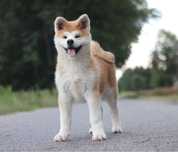 Akita Inu FCI/ZKwP