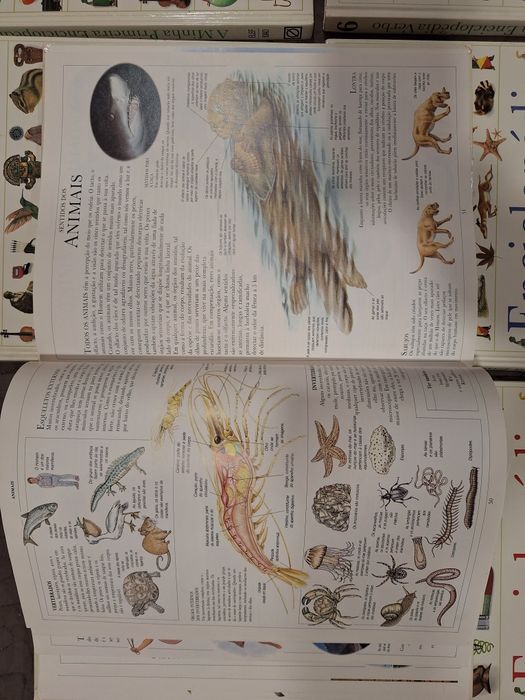 A minha primeira enciclopédia verbo