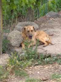 cachorro 8 meses para adopcão