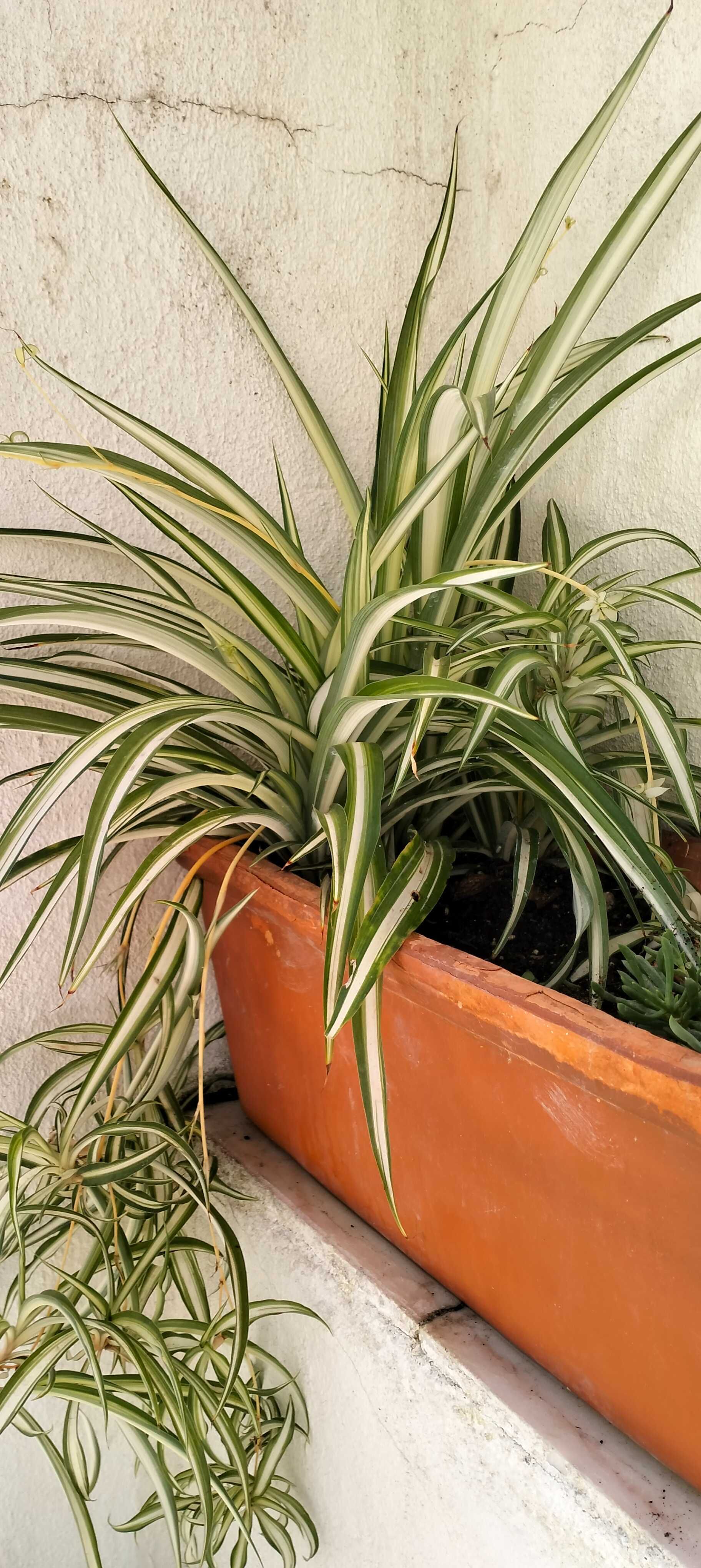 Clorofito ou planta aranha (floreira não incluída)