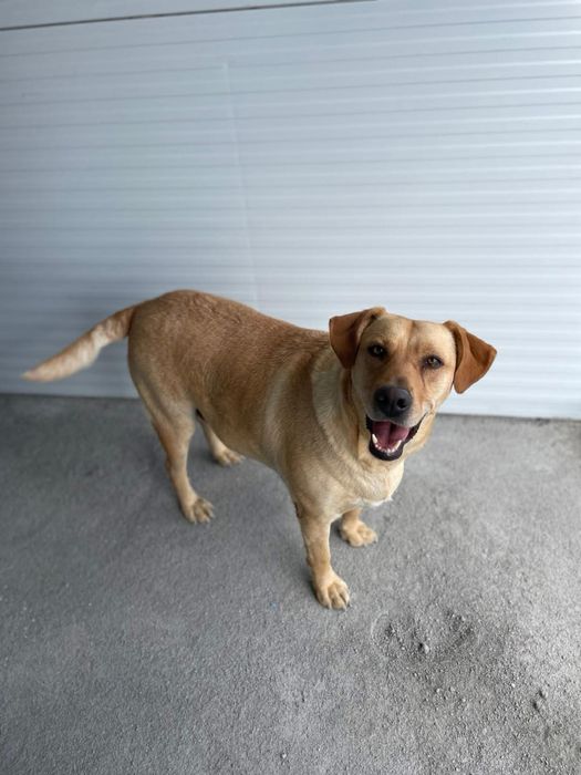 Pipoca- X Labradora para Adoção