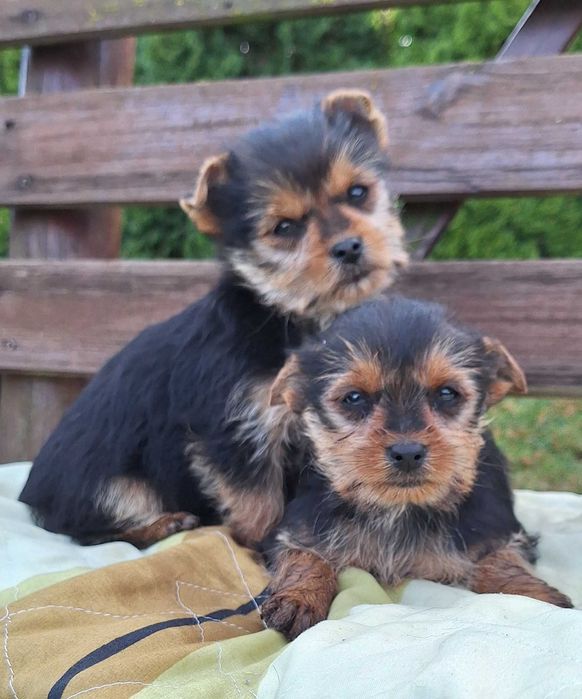 York , Yorkshire Terrier