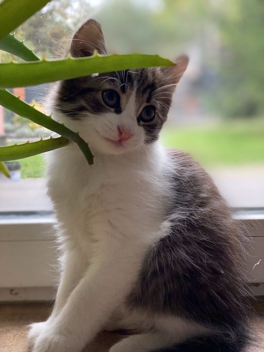 Котикам два місяці