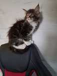 Maine Coon kociaki