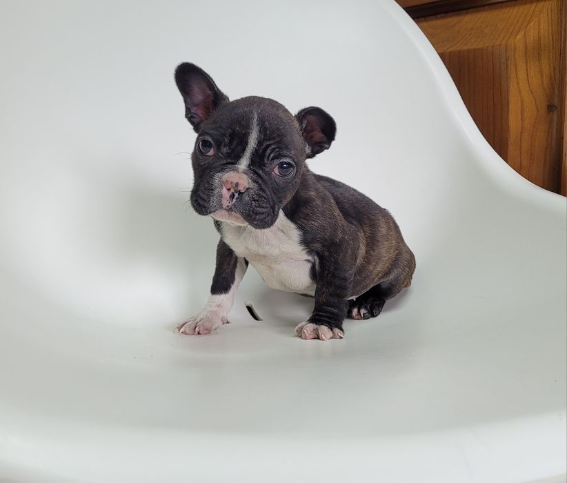 Bulldog femea tigrada