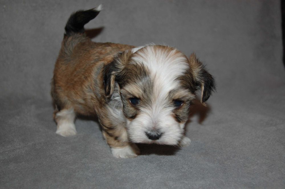 Hawańczyk piesek ZHPR