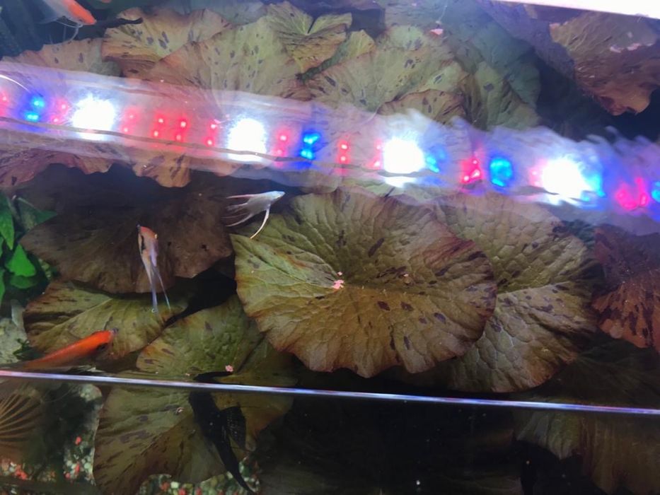 Roślina Lotos czerwony i zielony