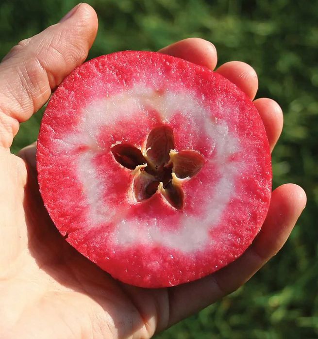 Macieiras RED LOVE TROPICAL VERMELHA