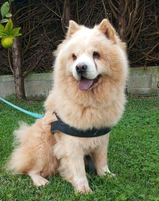 Cadela Chow-Chow para adoção responsável